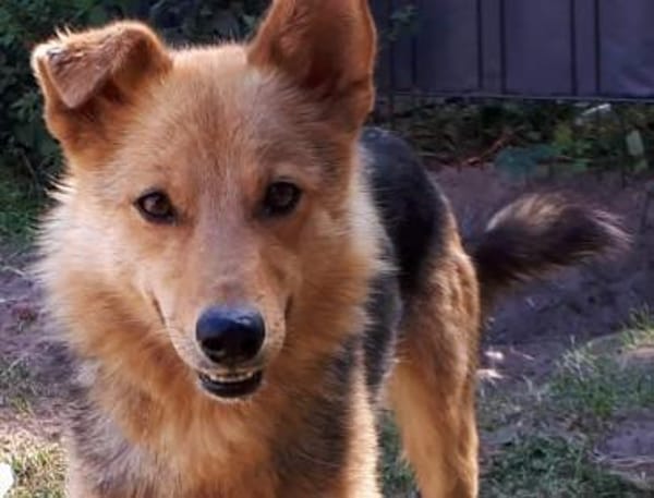 Yuki - schüchterne Schönheit