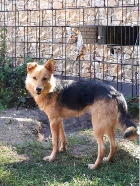 Yuki - schüchterne Schönheit