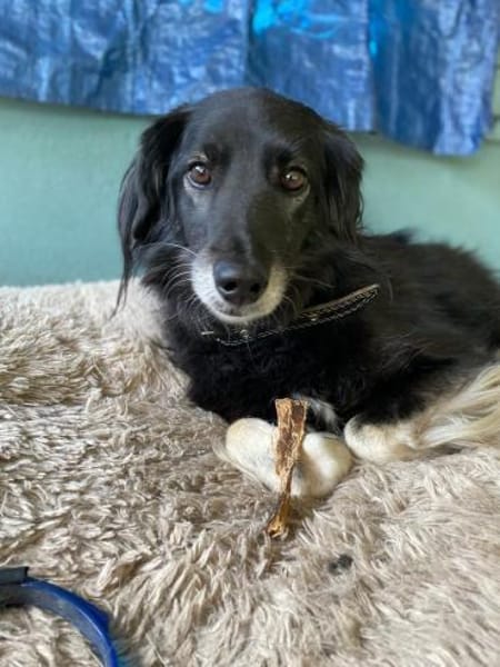 Ruhige Alice sucht Zuhause mit Garten