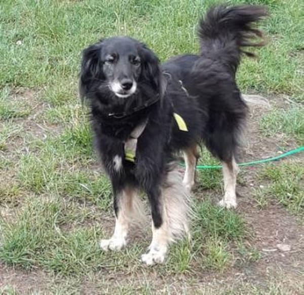 Ruhige Alice sucht Zuhause mit Garten