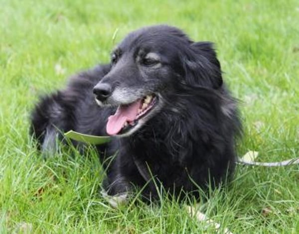 Ruhige Alice sucht Zuhause mit Garten