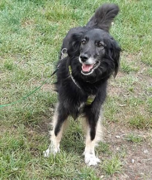 Ruhige Alice sucht Zuhause mit Garten