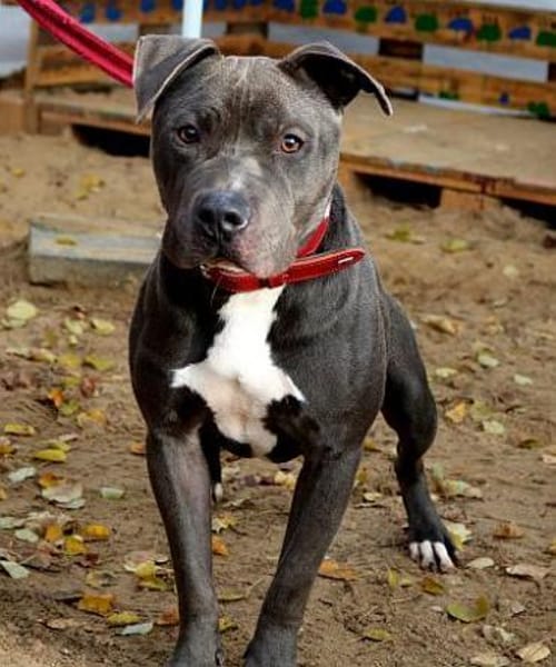 Coba leidet im Tierheim