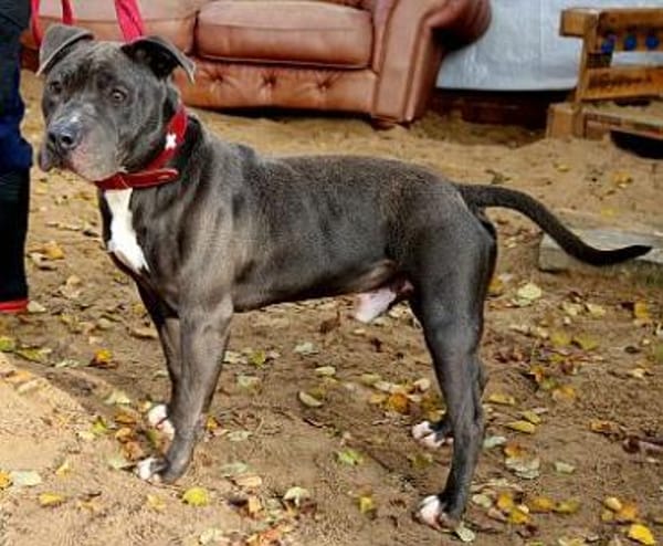 Coba leidet im Tierheim