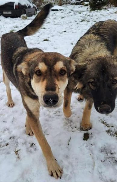 Yuki - ein sanfter Teddybär