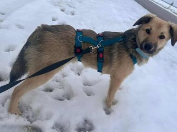 Yuki - ein sanfter Teddybär