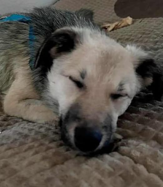 Yuki - ein sanfter Teddybär