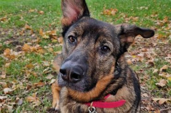 Kluge Nelli wartet in 25474 Bönningstedt