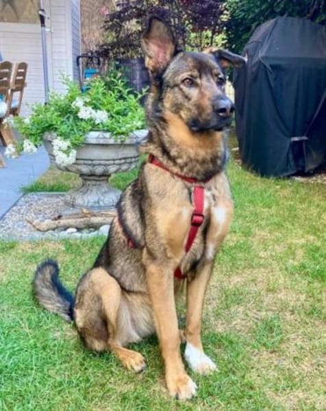 Kluge Nelli wartet in 25474 Bönningstedt