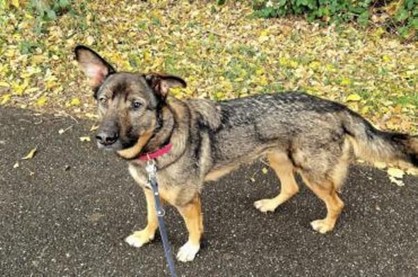 Kluge Nelli wartet in 25474 Bönningstedt