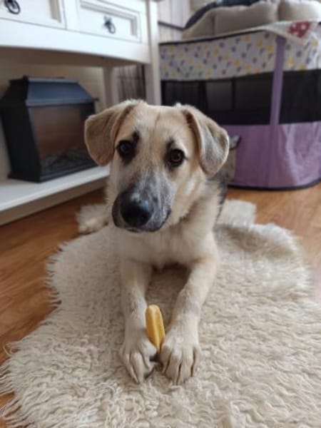 🐶 Sanfter Junghund Vali 💛