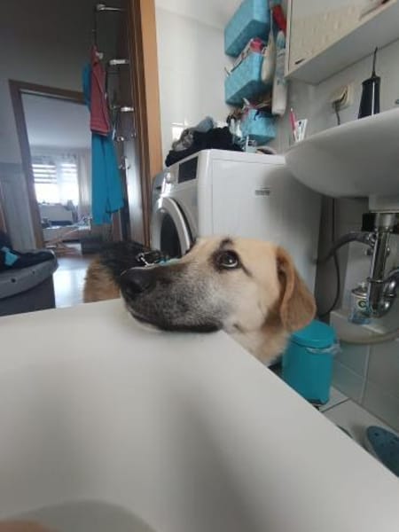 🐶 Sanfter Junghund Vali 💛