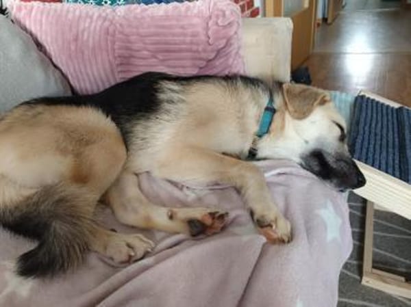 🐶 Sanfter Junghund Vali 💛