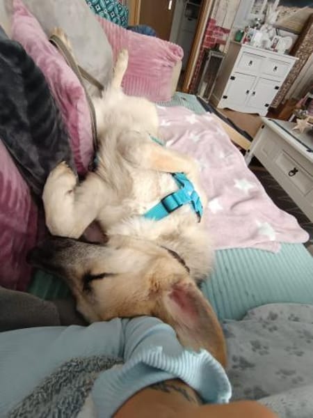 🐶 Sanfter Junghund Vali 💛