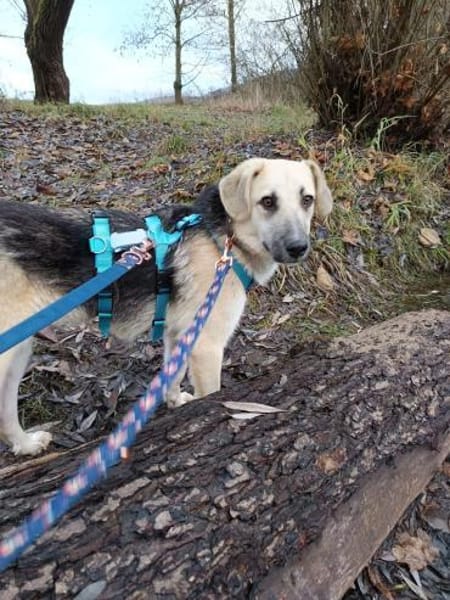 🐶 Sanfter Junghund Vali 💛