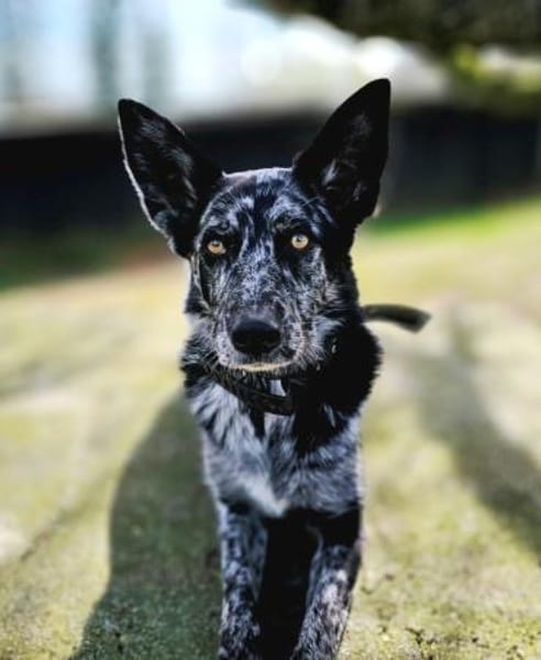 Foxy hätte so gerne endlich eine Familie