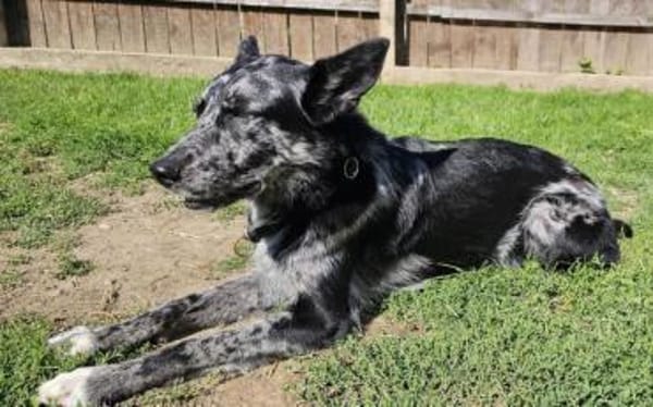 Foxy hätte so gerne endlich eine Familie