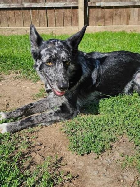 Foxy hätte so gerne endlich eine Familie