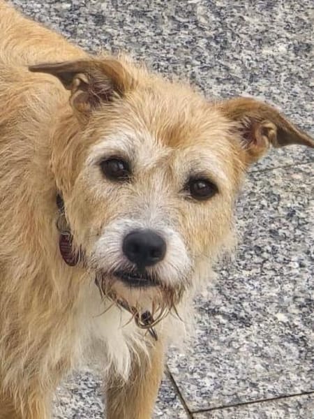 Fia - Terrier Mix Hündin