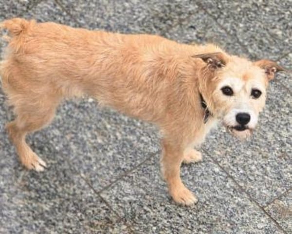 Fia - Terrier Mix Hündin