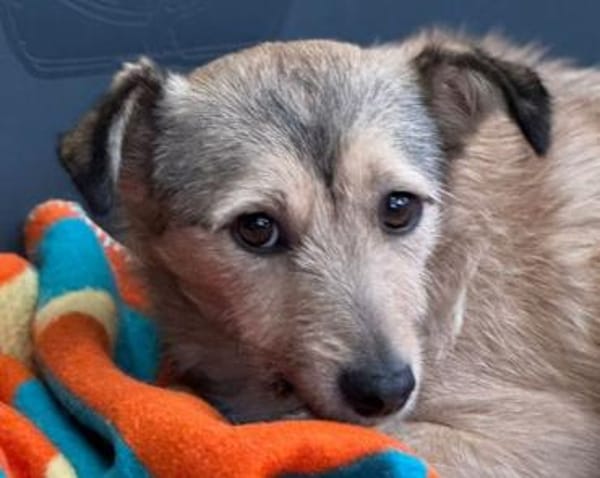 PEPPI-zauberhafte, wunderschöne Hündin,