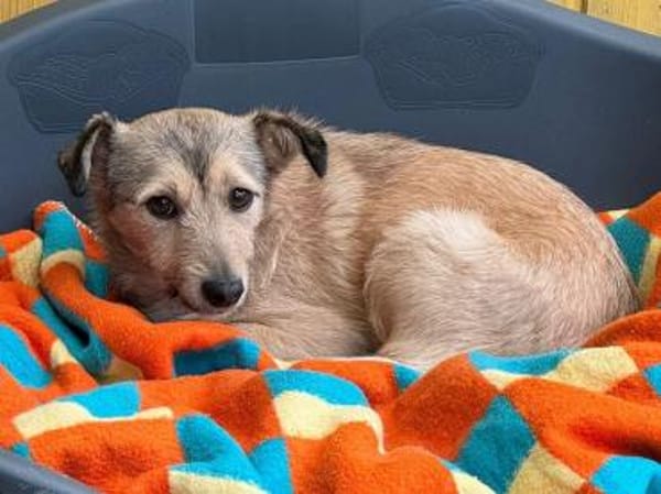 PEPPI-zauberhafte, wunderschöne Hündin,