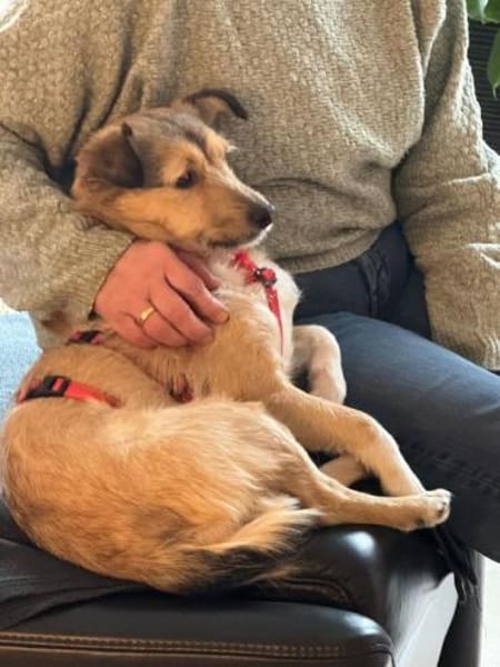 PEPPI-zauberhafte, wunderschöne Hündin,