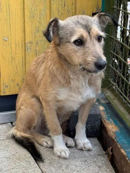 PEPPI-zauberhafte, wunderschöne Hündin,