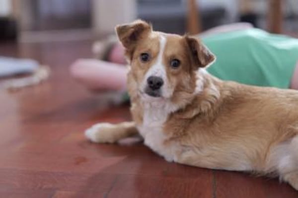 Hallo, ich bin Kokino 🐾💛