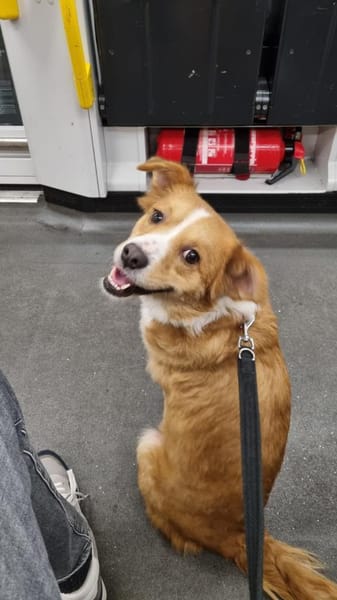 Hallo, ich bin Kokino 🐾💛