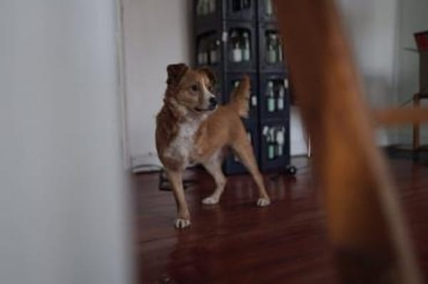 Hallo, ich bin Kokino 🐾💛