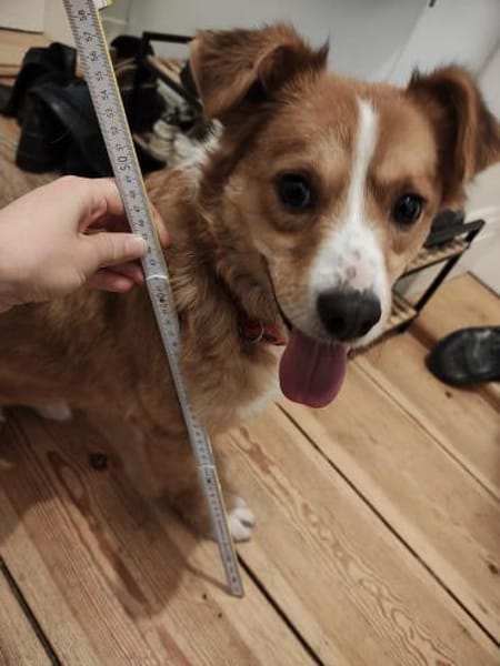 Hallo, ich bin Kokino 🐾💛