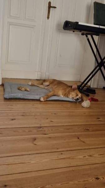 Hallo, ich bin Kokino 🐾💛