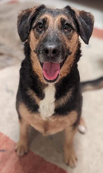 Nicole - Jackpot auf vier Pfoten