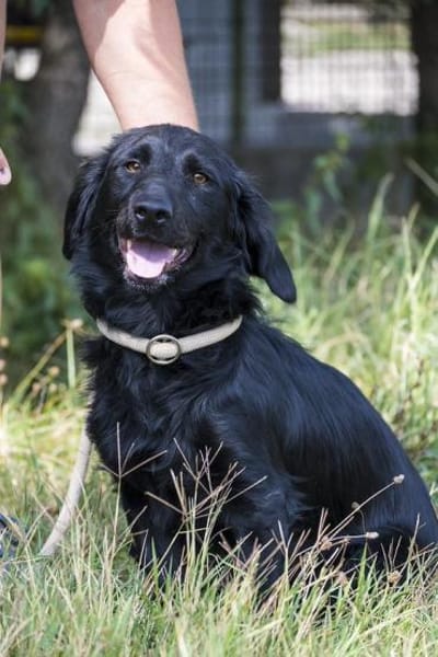 Benny - Herzensbrecher und Sonnenschein