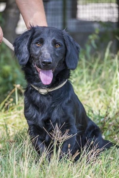 Benny - Herzensbrecher und Sonnenschein