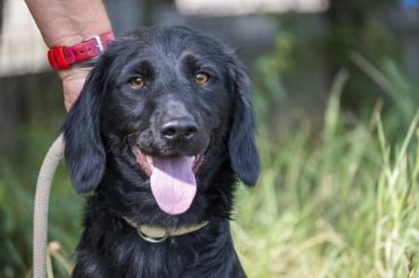 Benny - Herzensbrecher und Sonnenschein