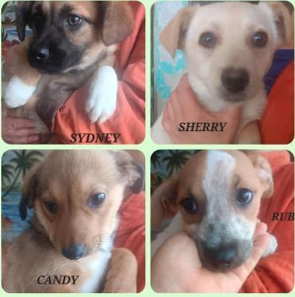 VERMITTLUNGSHILFE Bezaubernde Welpen