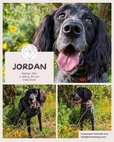 Jordan: kinderlieber English-Setter-Mix