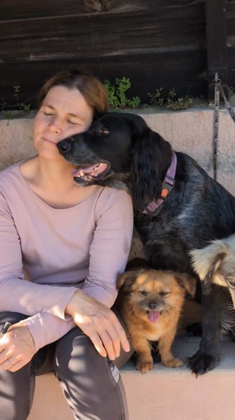 Jordan: kinderlieber English-Setter-Mix