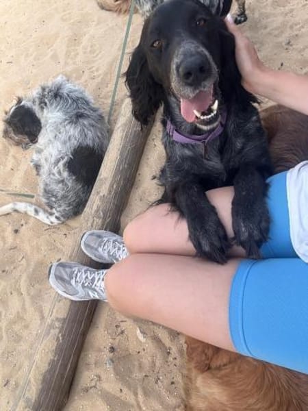 Jordan: kinderlieber English-Setter-Mix