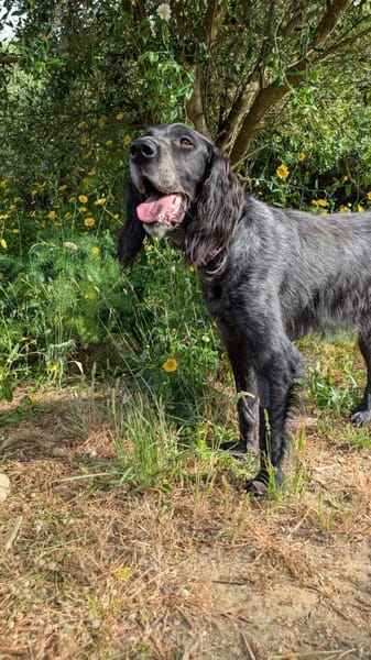 Jordan: kinderlieber English-Setter-Mix