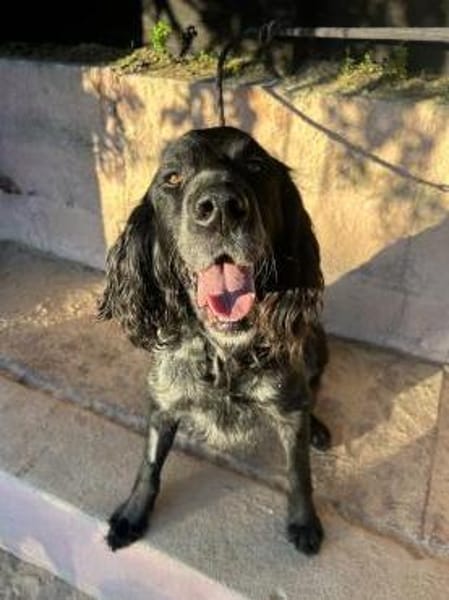 Jordan: kinderlieber English-Setter-Mix