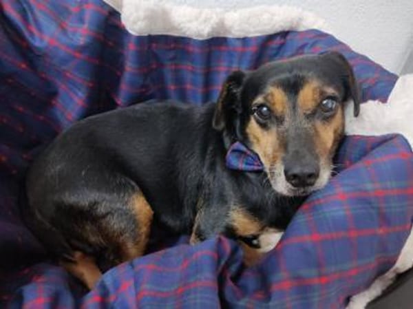 Timón - Angsthase mit Löwenherz