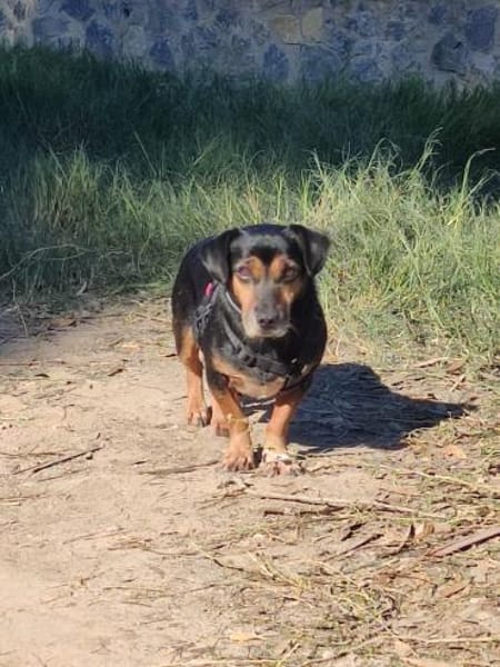 Timón - Angsthase mit Löwenherz