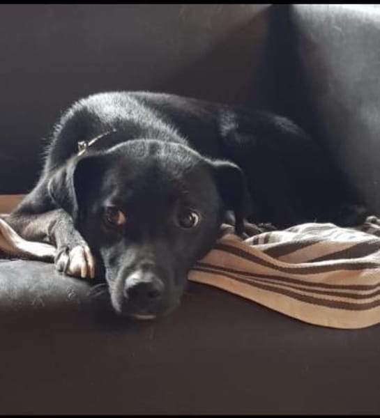 Levi träumt vom Körbchen mit Garten