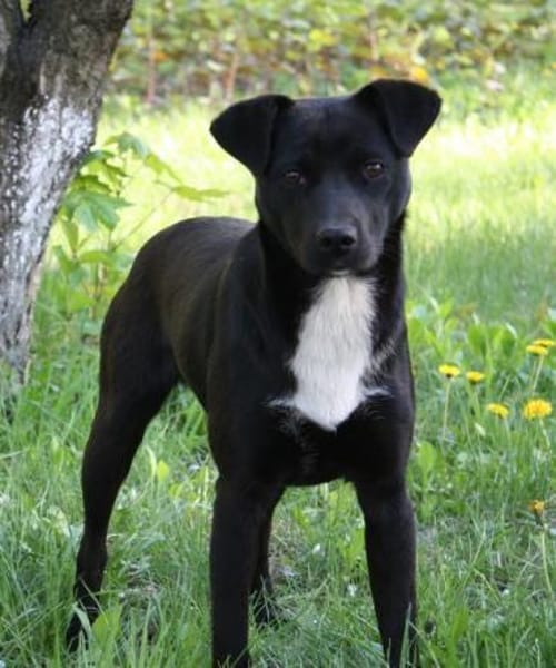 Levi träumt vom Körbchen mit Garten