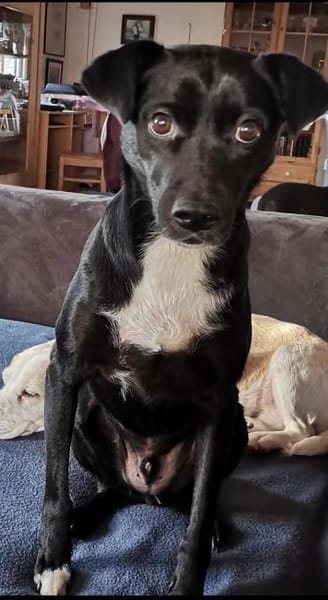 Levi träumt vom Körbchen mit Garten