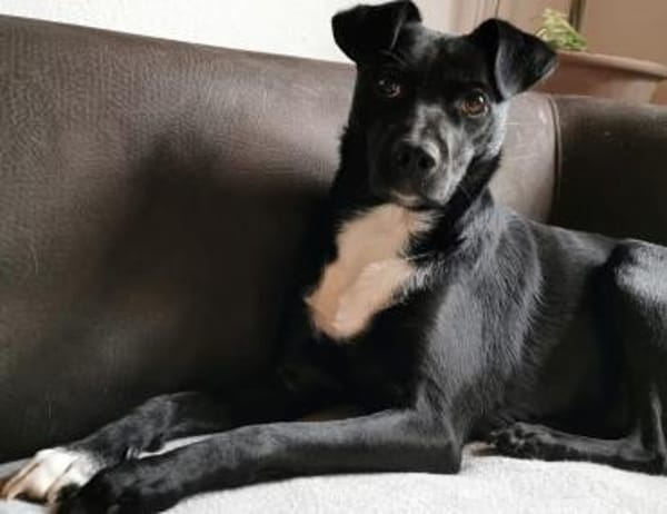 Levi träumt vom Körbchen mit Garten