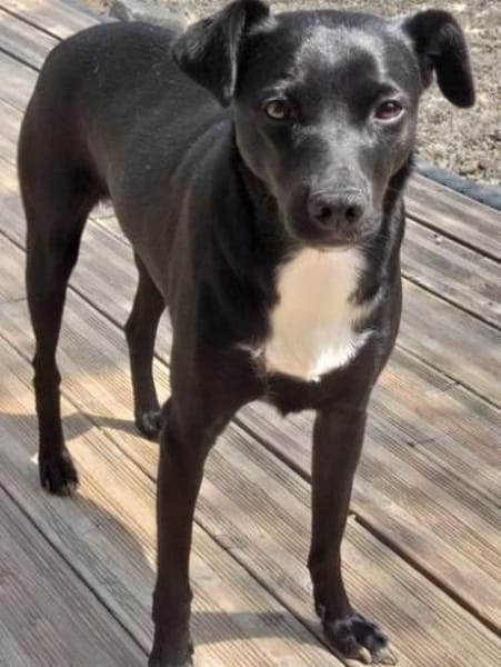 Levi träumt vom Körbchen mit Garten